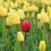 Rote Tulpe inmitten eines Feldes voller gelben Tulpen 