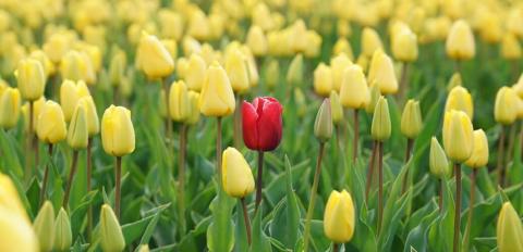 Rote Tulpe inmitten eines Feldes voller gelben Tulpen 